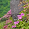 高嶺の花