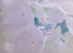 アジサイ ‐ 隠れた花