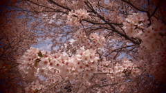 さくら