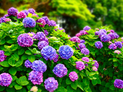 ボンボンお花