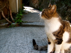 おすまし猫さん