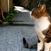おすまし猫さん