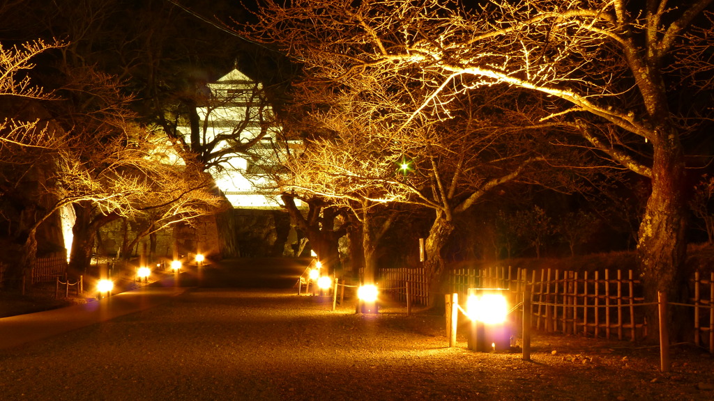 桜まだ見ぬ鶴ヶ城