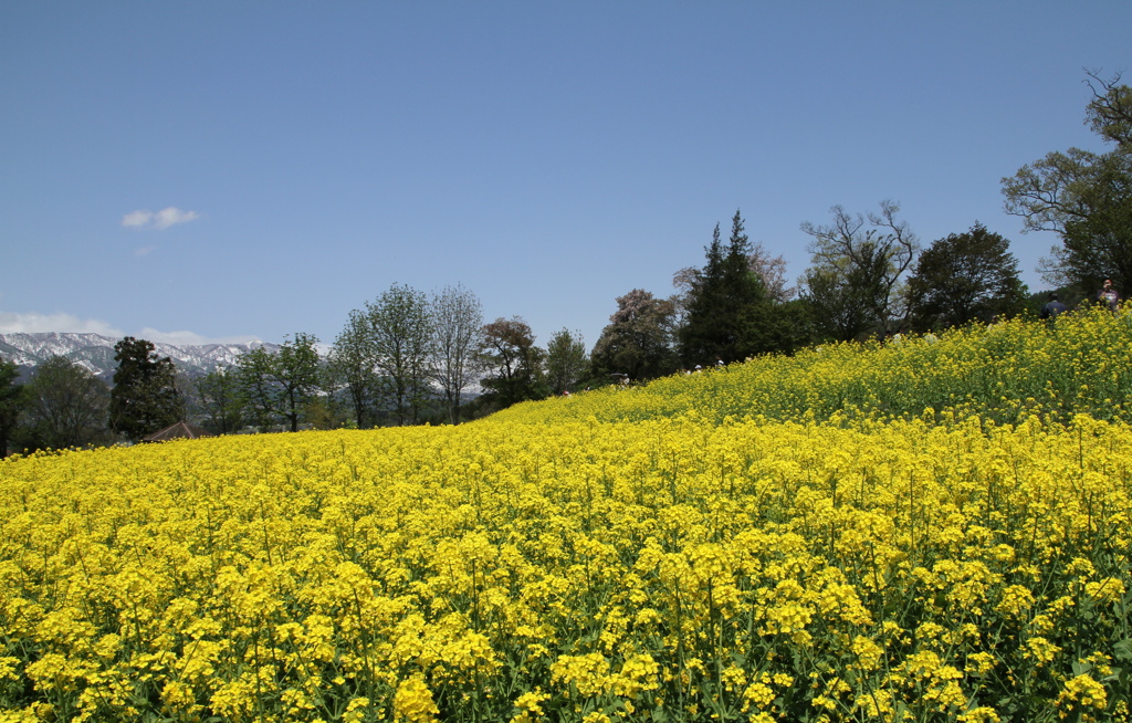 菜の花