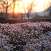 新年