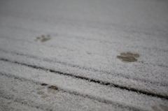 はじめての雪