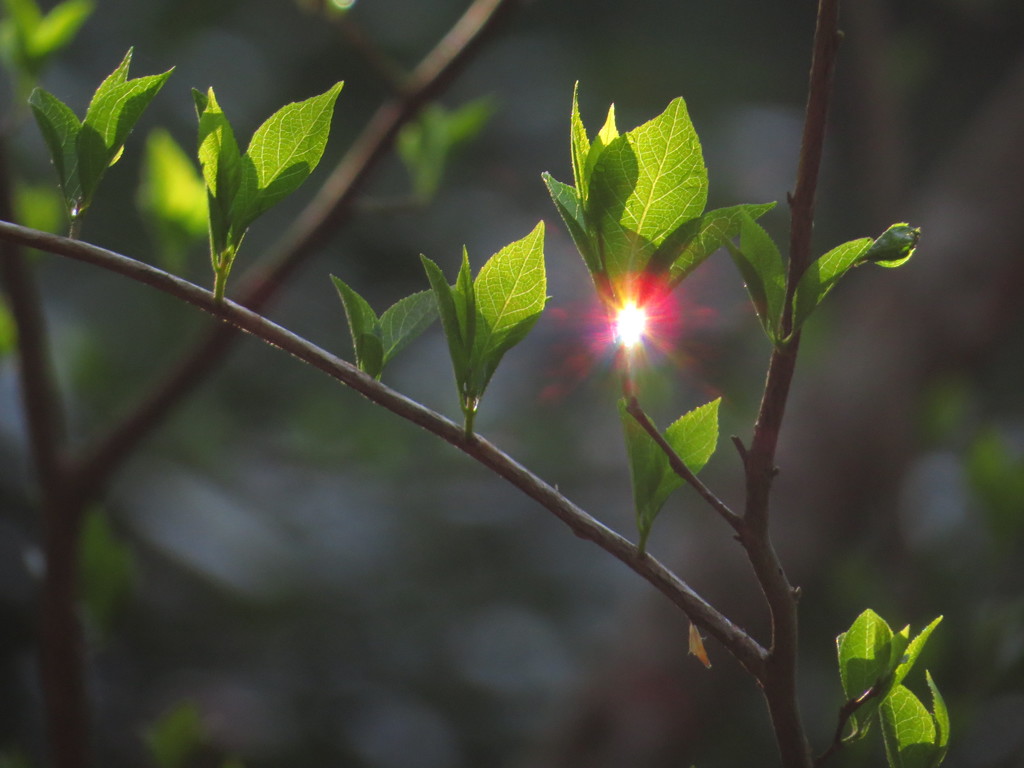 紅色に輝く雫