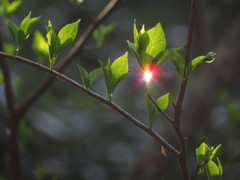 紅色に輝く雫