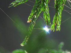 雫にはじける虹色の光　その1