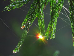 雫にはじける虹色の光　その4