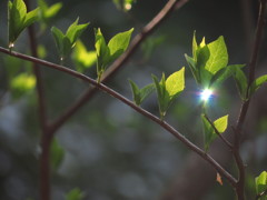 オーロラの雫