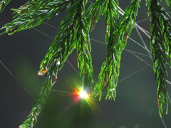 雫にはじける虹色の光　その3