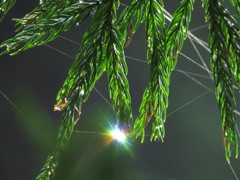 雫にはじける虹色の光　その2