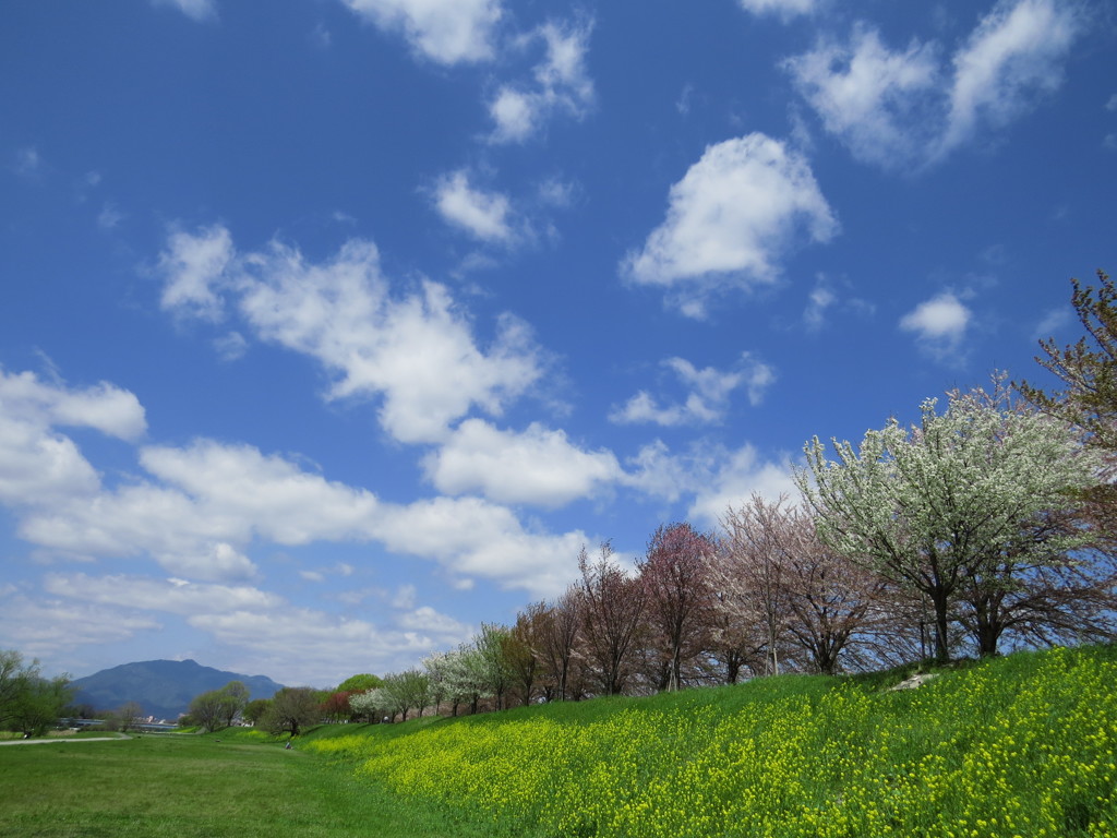 彩りの春
