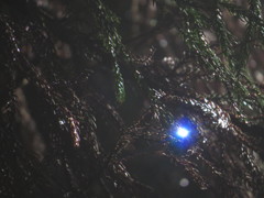 青い眩しさ