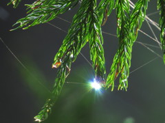 雫にはじける虹色の光　その6