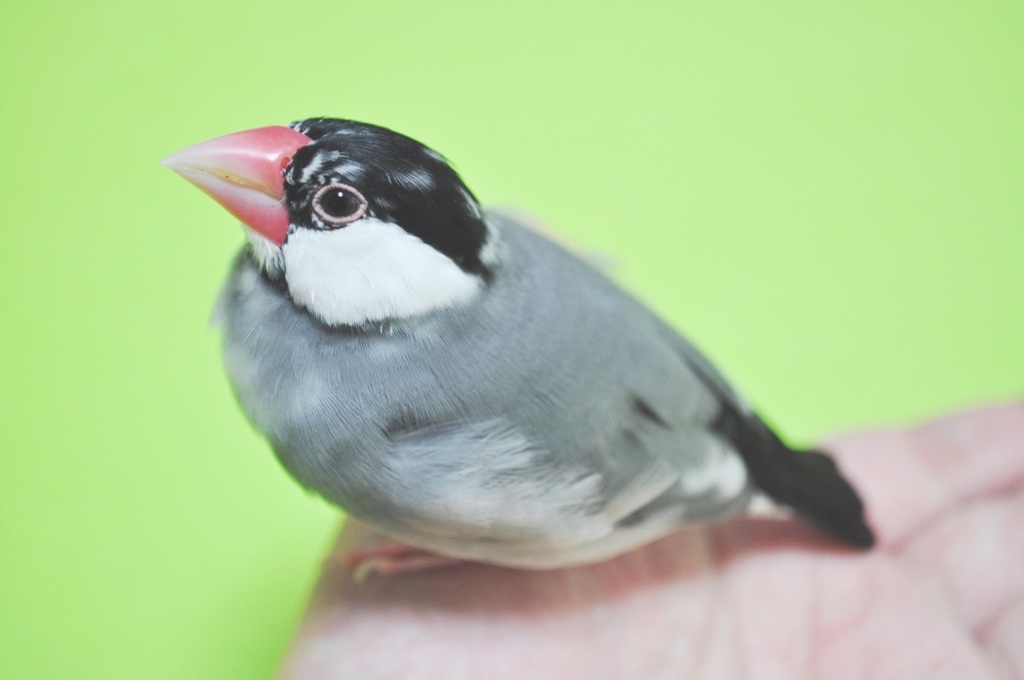 あくびちゃんが天国へと旅立ちました・・・