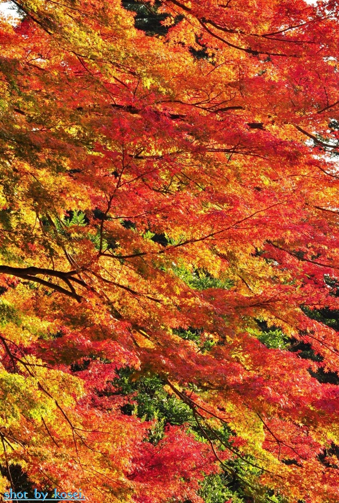 秋の極彩色♪