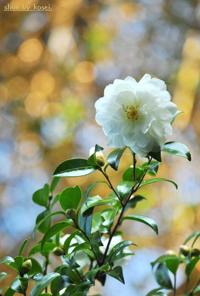 秋の白い花♪