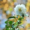 秋の白い花♪