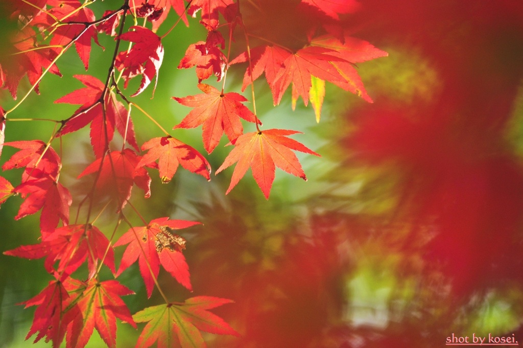 紅らむ霧島♪