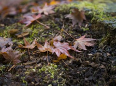 紅葉谷公園