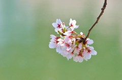 SAKURA