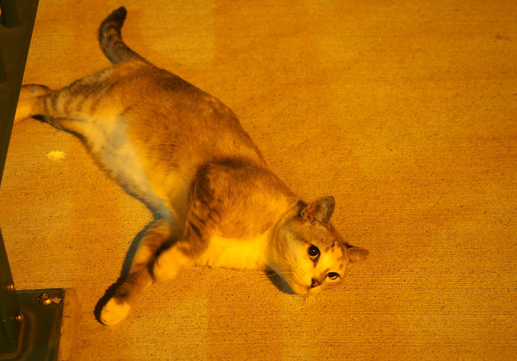 Cat On The Street