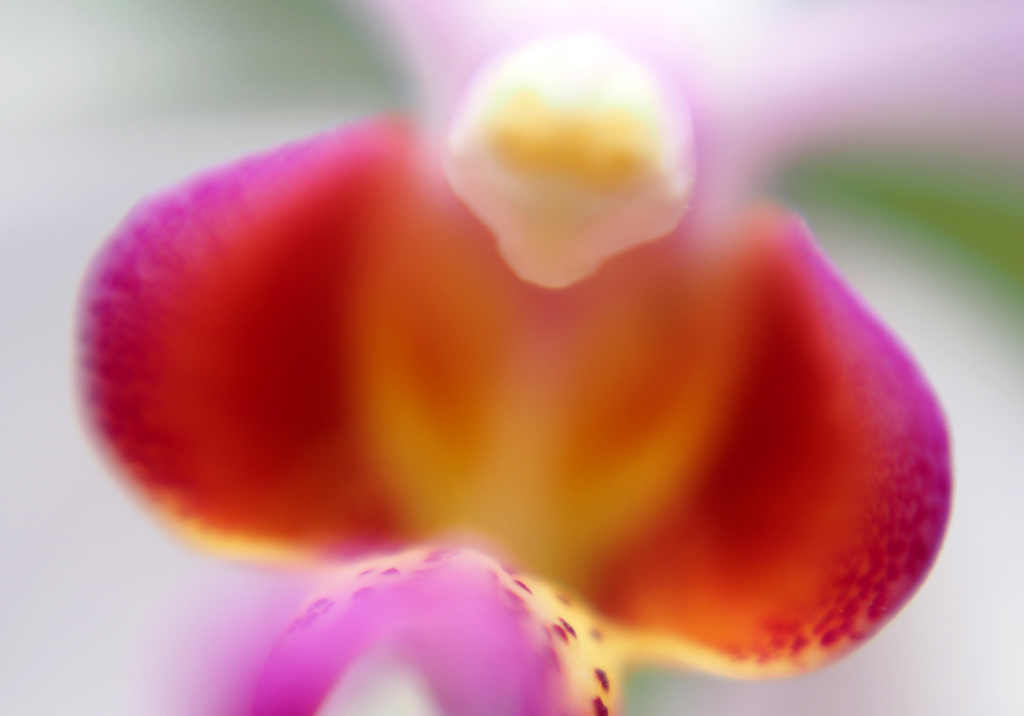 Orchid