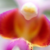 Orchid