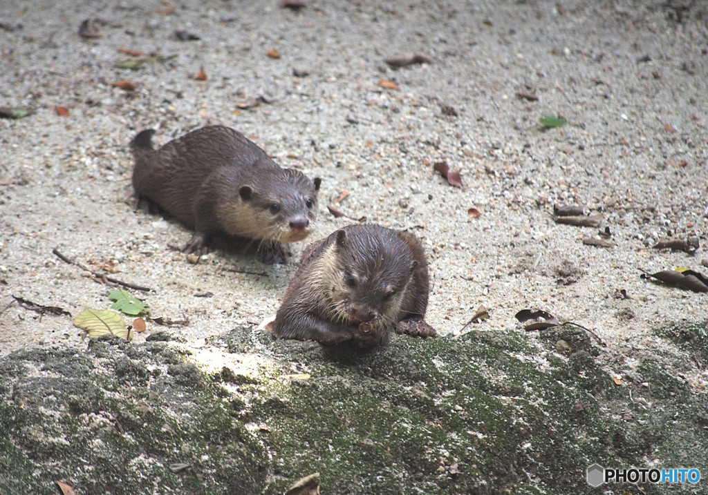 Young Siblings