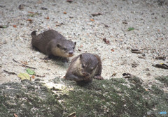 Young Siblings