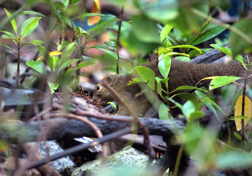 Wild Squirrel