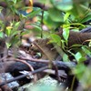 Wild Squirrel
