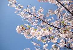 Symbol of spring