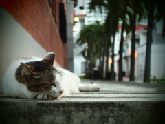 猫　ねこ　ネコ　にゃー