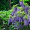 萬葉植物園の藤