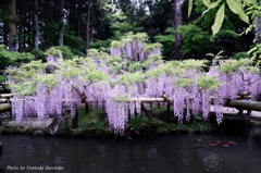 萬葉植物園の藤
