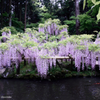 萬葉植物園の藤