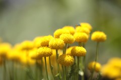 夏の元気　＾＾