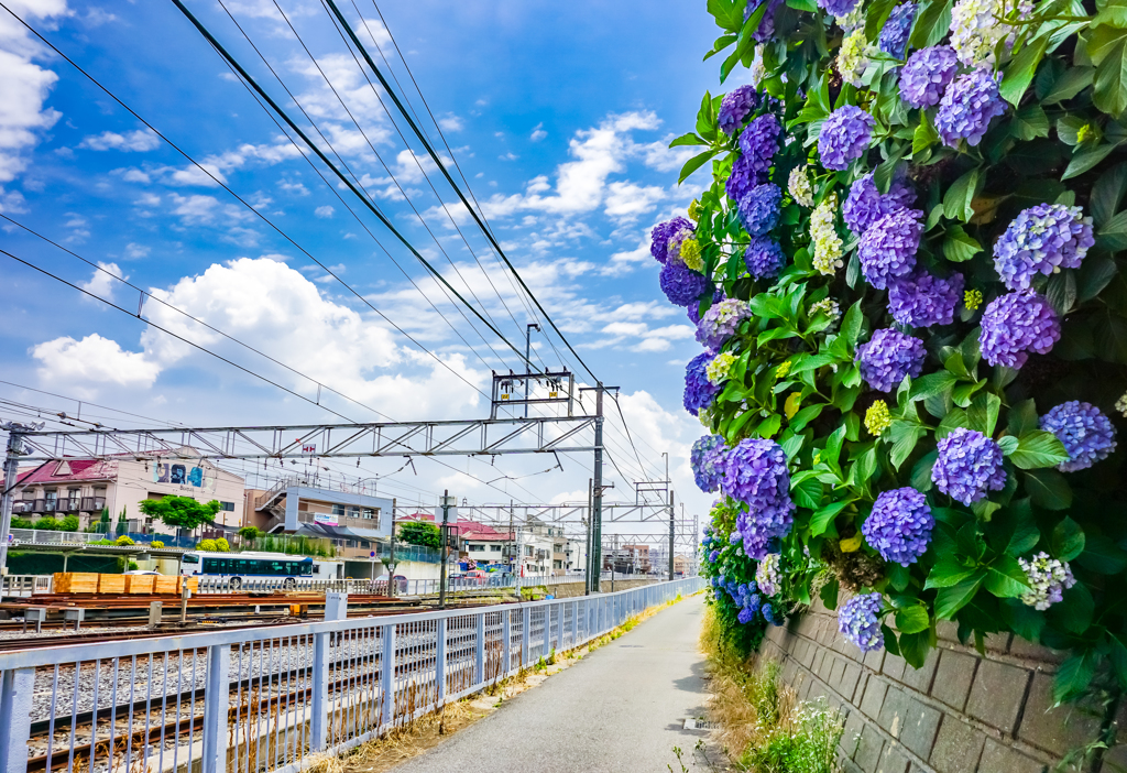 駅前の紫陽花