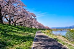 白石川堤一目千本桜