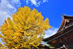 大島神社の黄葉