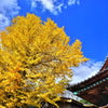 大島神社の黄葉