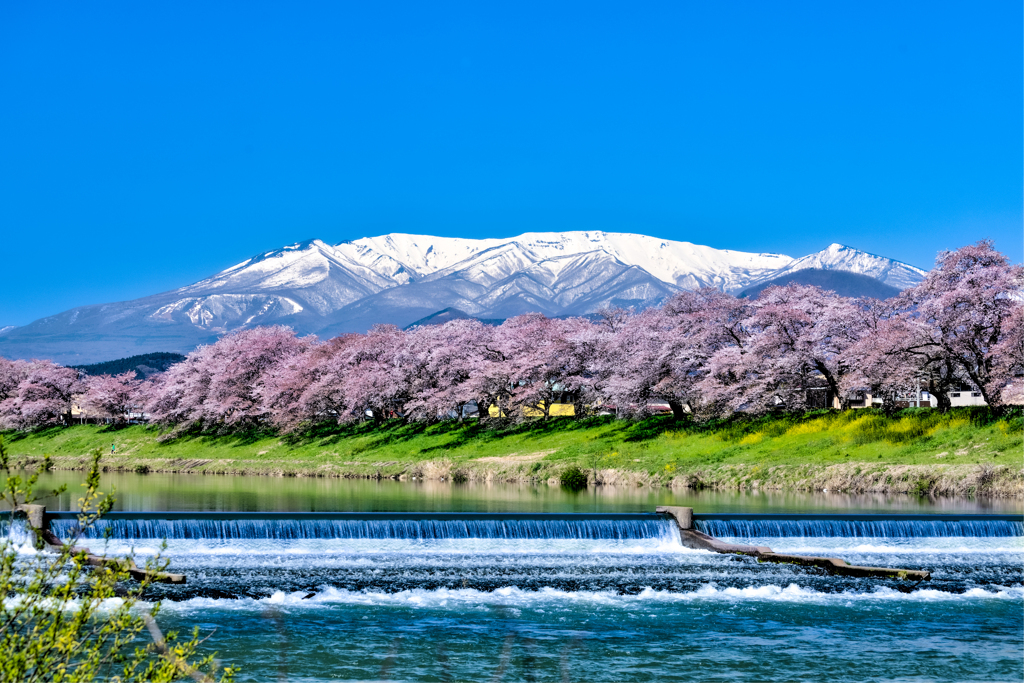 白石川堤一目千本桜韮神堰から