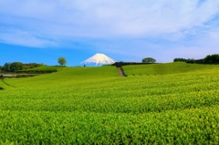 富士と茶畑　－今宮－