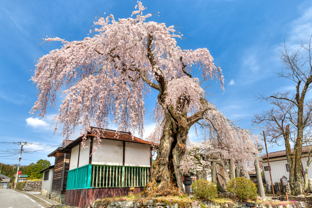 虚空蔵尊のしだれ桜