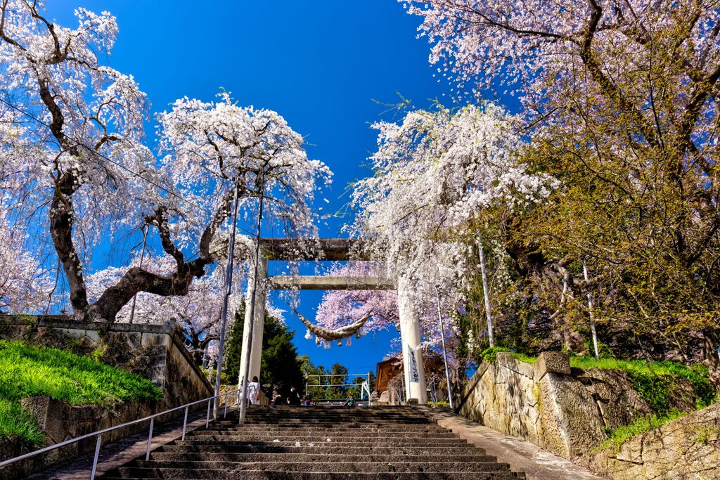 石造大鳥居の桜