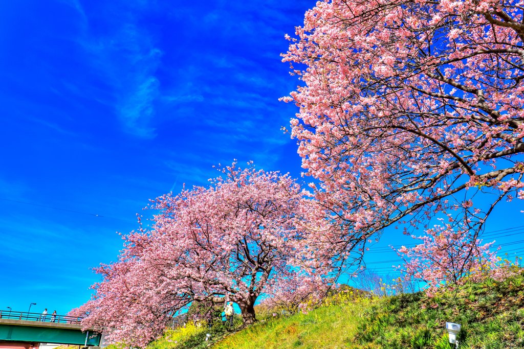 みなみの桜と菜の花　その2