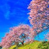 みなみの桜と菜の花　その2